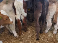 公牛, Simmental cattle — 照片 3