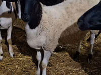 公羊, Dorper sheep — 照片 1