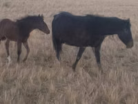 母马, Horses — 照片 4