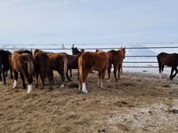 Pferde (Partie, Geschlecht nicht angegeben), Yakutian horse — Foto 1