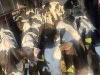Rinder (Partie, Geschlecht nicht angegeben), Russian Black pied cattle — Foto 3