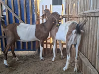 Goat, Nubian Goat — photo 1
