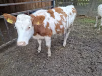 Cow, Simmental cattle — photo 1