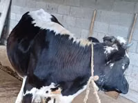 母牛, Holstein breed — 照片 4