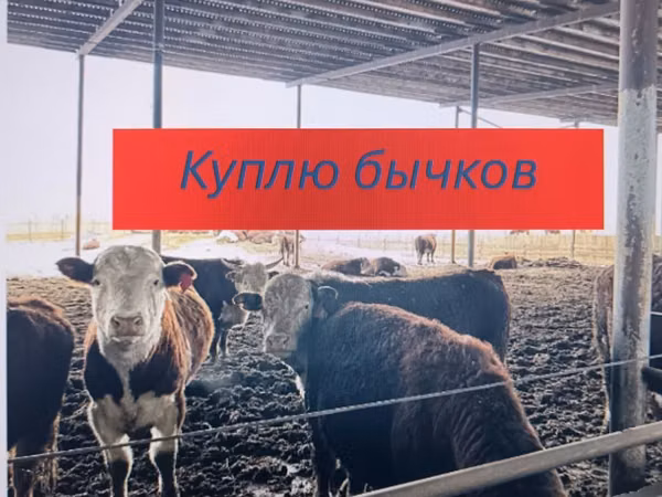 公牛, Swiss cattle — 哈萨克斯坦