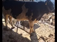 Bulle, Red Estonian cattle — Foto 5