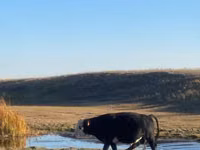 Toro, Ganado vacuno — foto 5