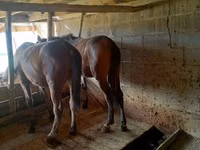 Caballo, Caballos — foto 5
