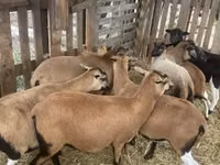 मेढ़ा, Cameroon sheep — फ़ोटो 2