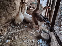 Geese — Foto 1