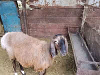 نعجة, Arashan sheep — الصورة 3