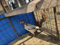 Malay Game — Foto 3