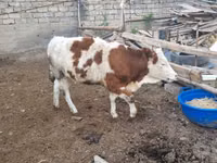 Buqa, Simmental cattle — 2-rasm
