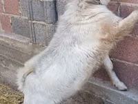 बकरा, बकरियाँ — फ़ोटो 2