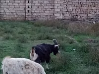 बकरा, Alpine goat — फ़ोटो 2