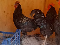 Chickens — الصورة 4