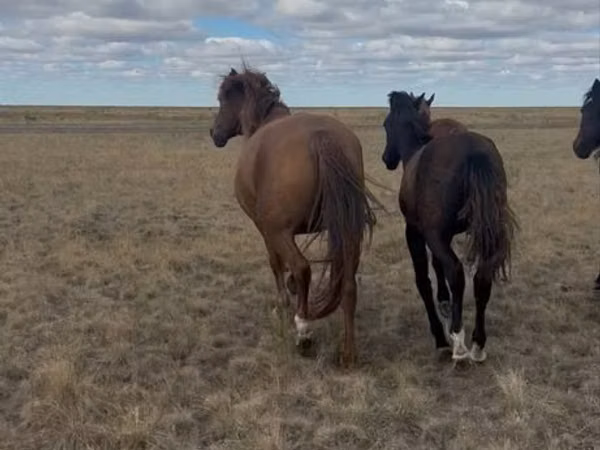 Stute, Kazakh horse — Kasachstan