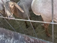 Schaf, Dorper sheep — Foto 5