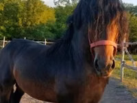 Horse (M), Horses — photo 3