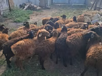 كبش, Edilbay sheep — الصورة 1