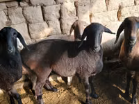 母羊, Sheep — 照片 3