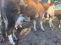 Sigir, Simmental cattle — 2-rasm