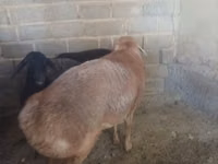 Widder, Arashan sheep — Foto 6