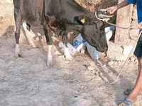 गाय, Latvian Blue cattle — फ़ोटो 1