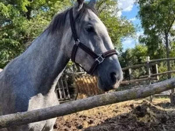 Mare, Lipizzaner