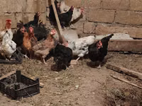 Chickens — 3-rasm