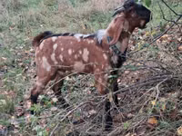 公山羊, Nubian Goat — 照片 4