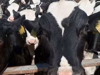Kuh, Holstein-Rasse — Foto 7