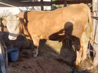公牛, Simmental cattle — 照片 2