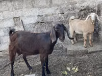 बकरी, Damask goat — फ़ोटो 1