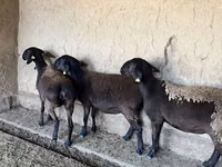 نعجة, Arashan sheep — الصورة 2