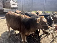 公牛, Swiss cattle — 照片 3