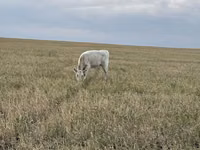Букачар, Швиц породу — сүрөт 5