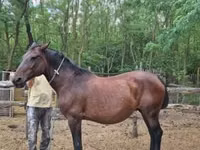 Stute, Hungarian horse breed — Foto 3