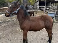 Hengst, Nonius horse — Foto 1