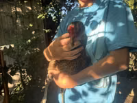 Chickens — 2-сурет