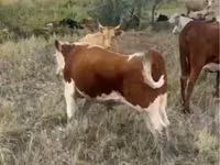 公牛, Latvian Blue cattle — 照片 4