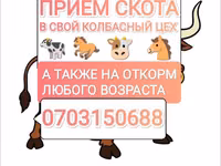 Букачар, Сиырлар — сүрөт 1