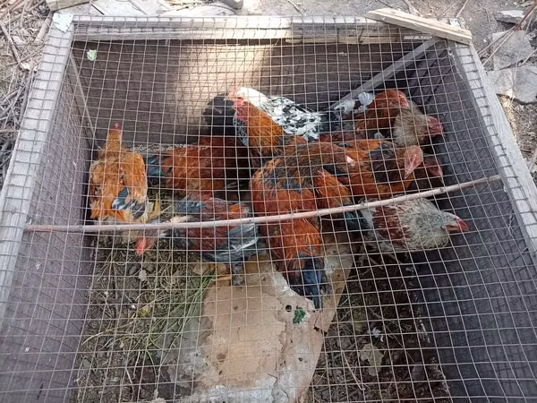 Chickens — Kirgisistan
