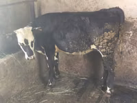 Kuh, Swiss cattle — Foto 3