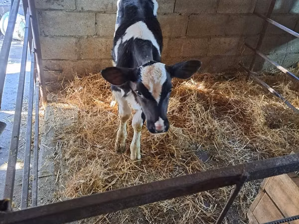 Bulle, Holstein-Rasse