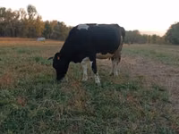 Vaca, Raza Holstein — foto 5