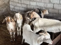 公山羊, Nubian Goat — 照片 2