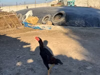 Chickens — Foto 1