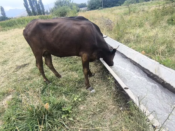 母牛, Cattle — 吉尔吉斯斯坦