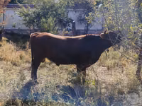 Toro, Ganado vacuno — foto 2
